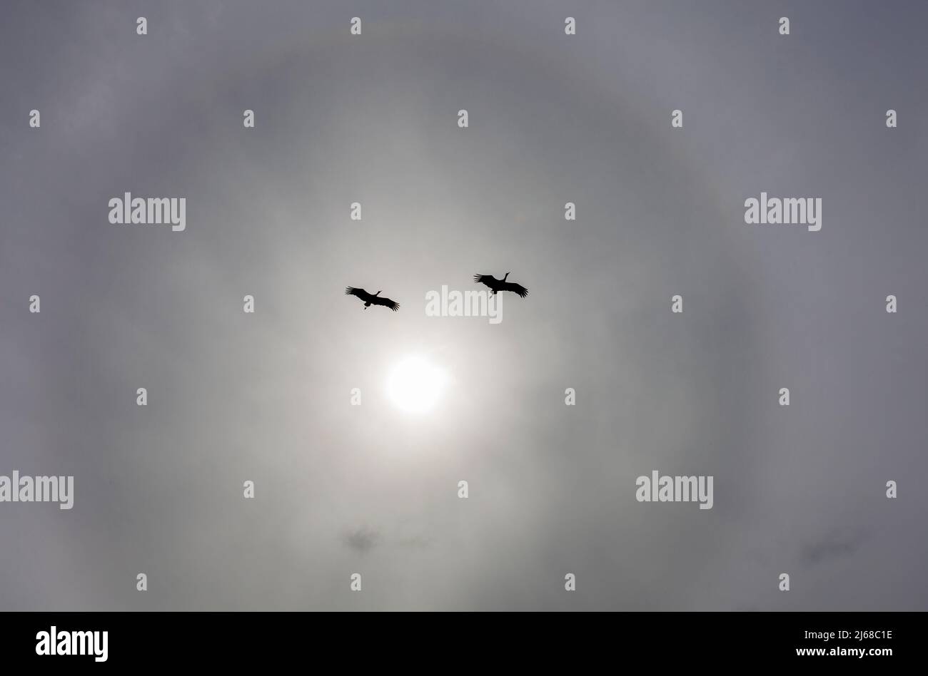 Two white Storks flying against sunlight Halo. Extremadura, Spain Stock Photo