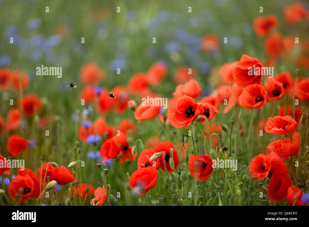 Poppies photography hi-res stock photography and images - Alamy