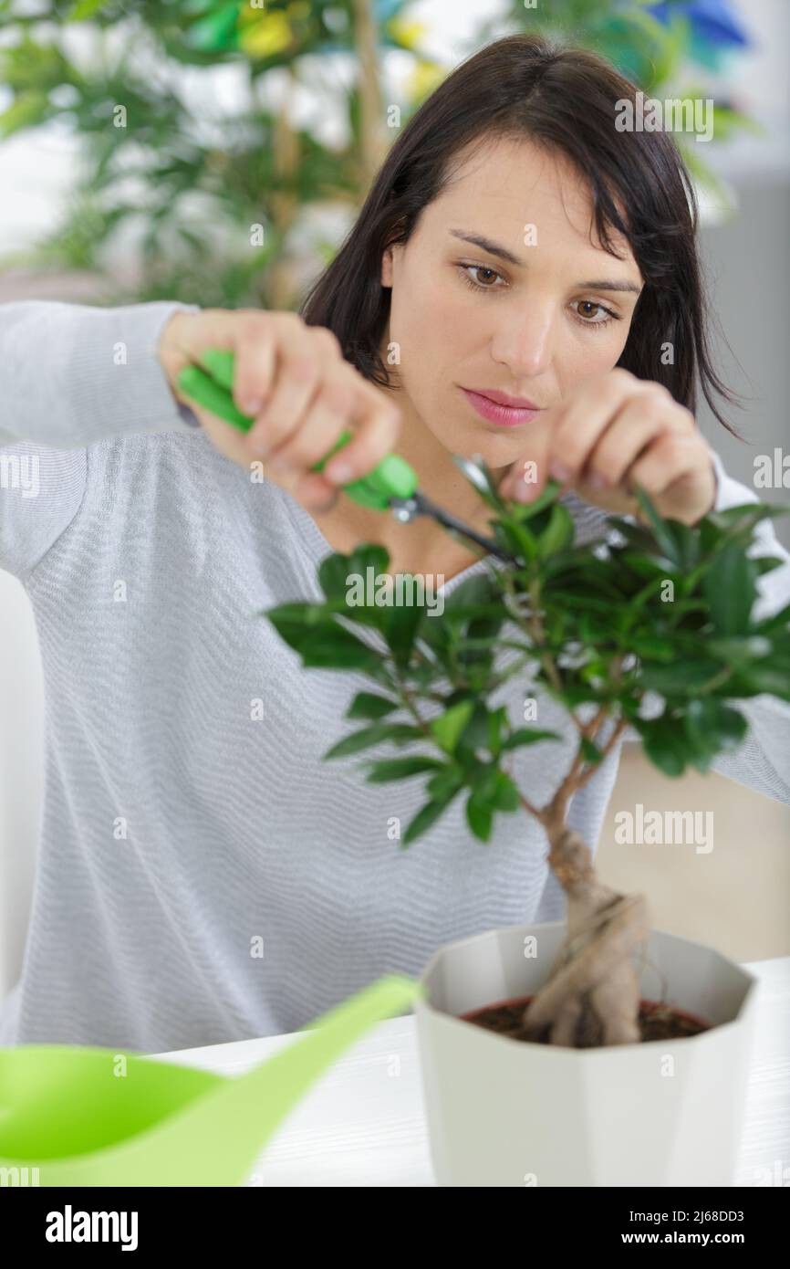bonsai equipment and step making bonsai Stock Photo Alamy
