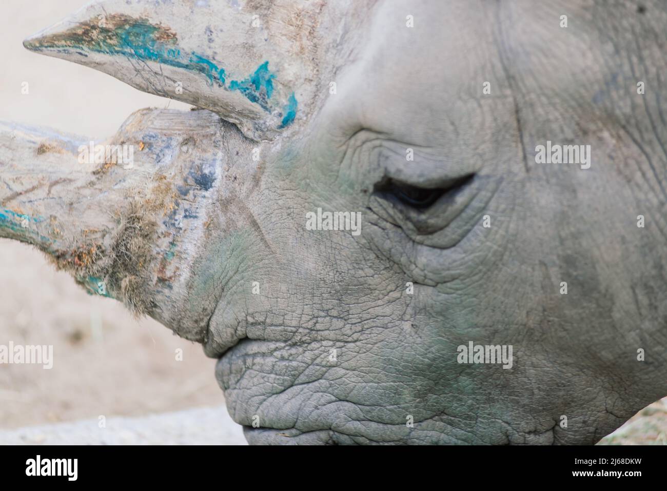 Close up photo of rhino, big old rhinoceros Stock Photo - Alamy