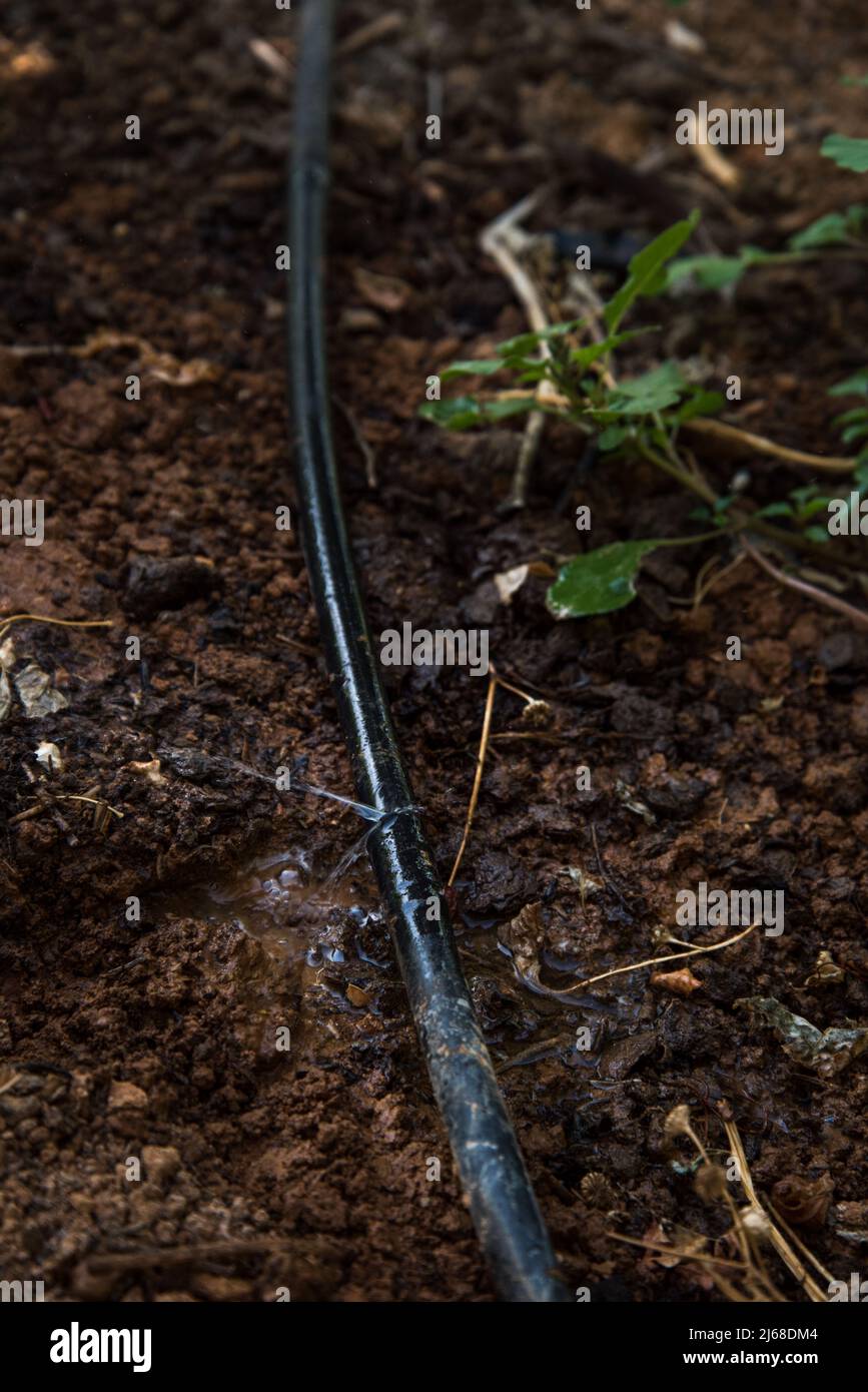 Drip irrigation system crop hi-res stock photography and images - Alamy