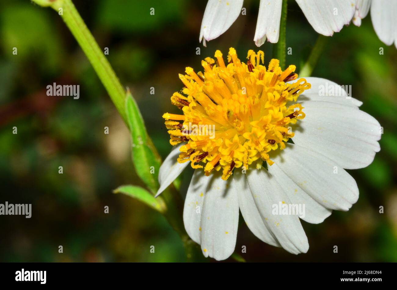 Beautiful white grass flowers in the field Stock Photo