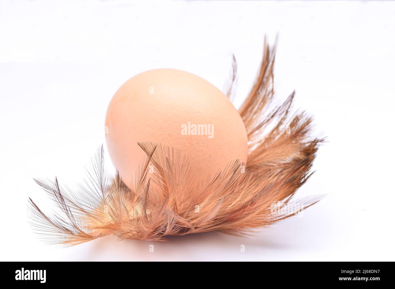 Chicken eggs with feathers on white background Stock Photo