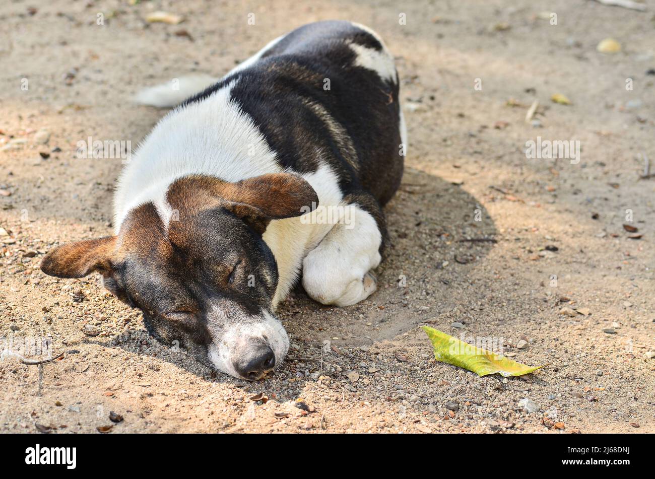 Dog lying on the ground in park Stock Photo