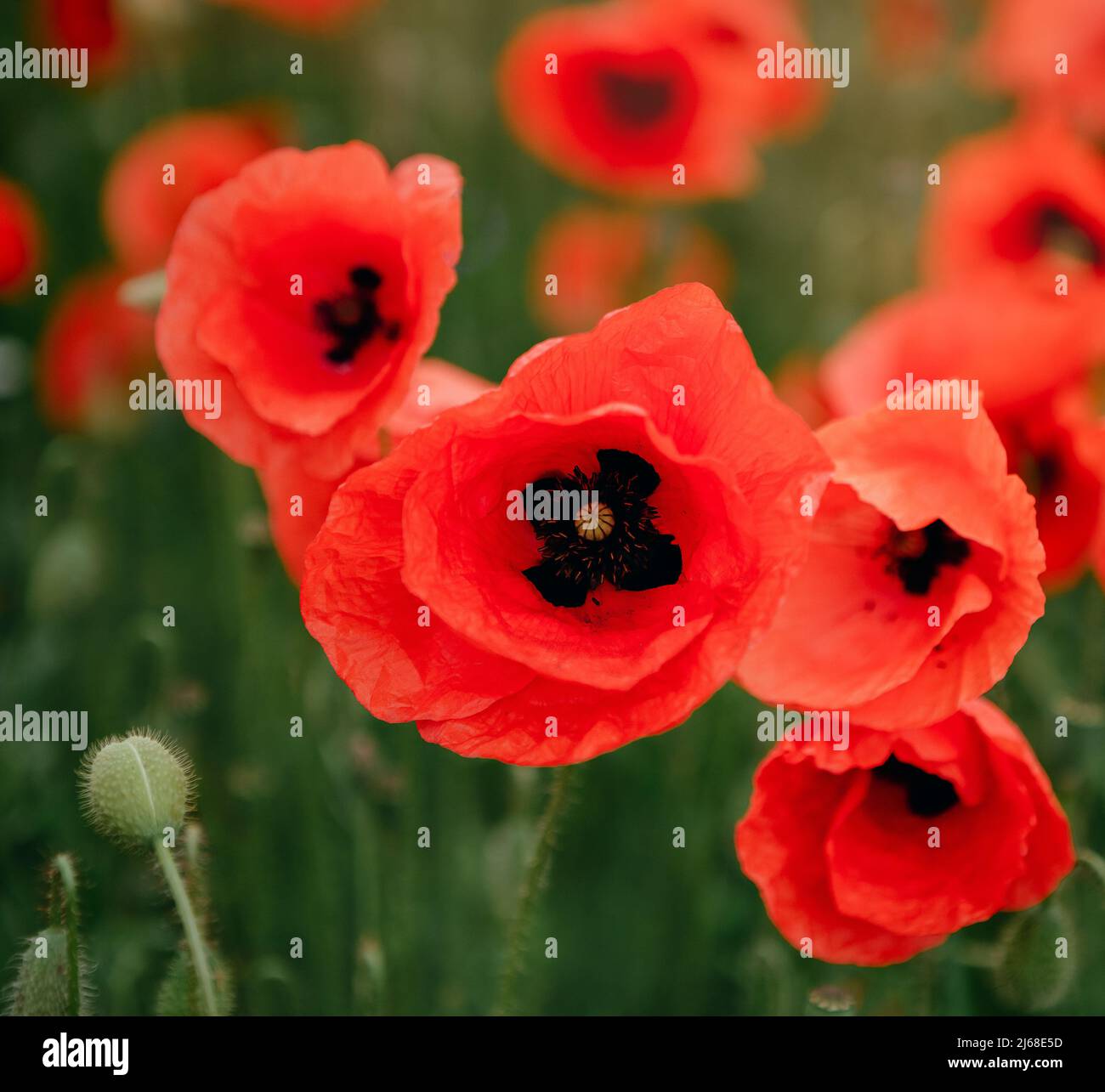 Poppies photography hi-res stock photography and images - Alamy