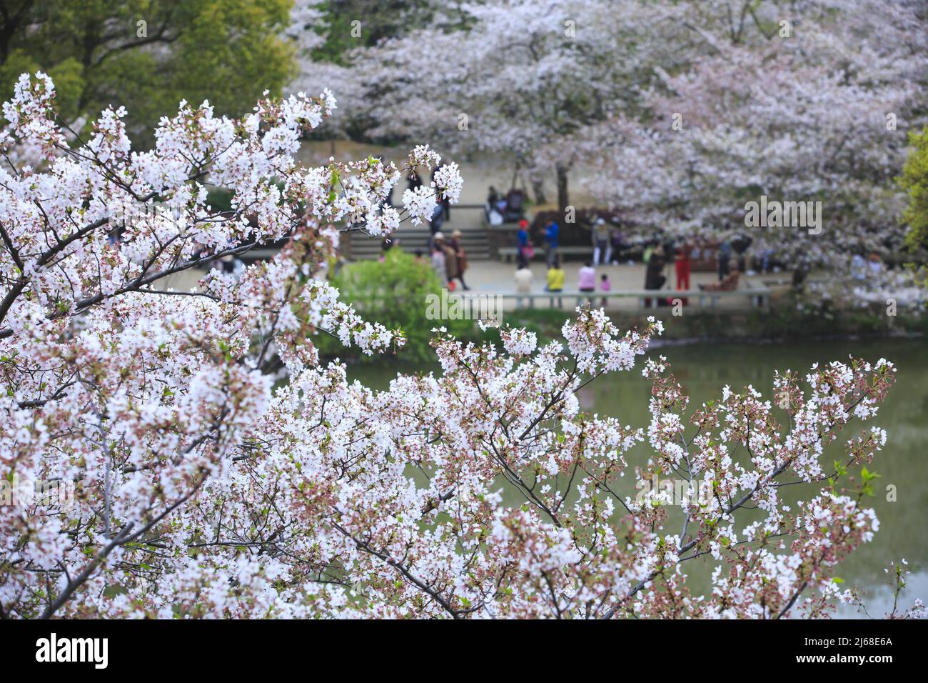 Romantic cherry blossom Stock Photo - Alamy