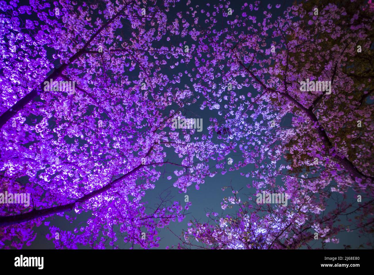 Romantic cherry blossom Stock Photo - Alamy