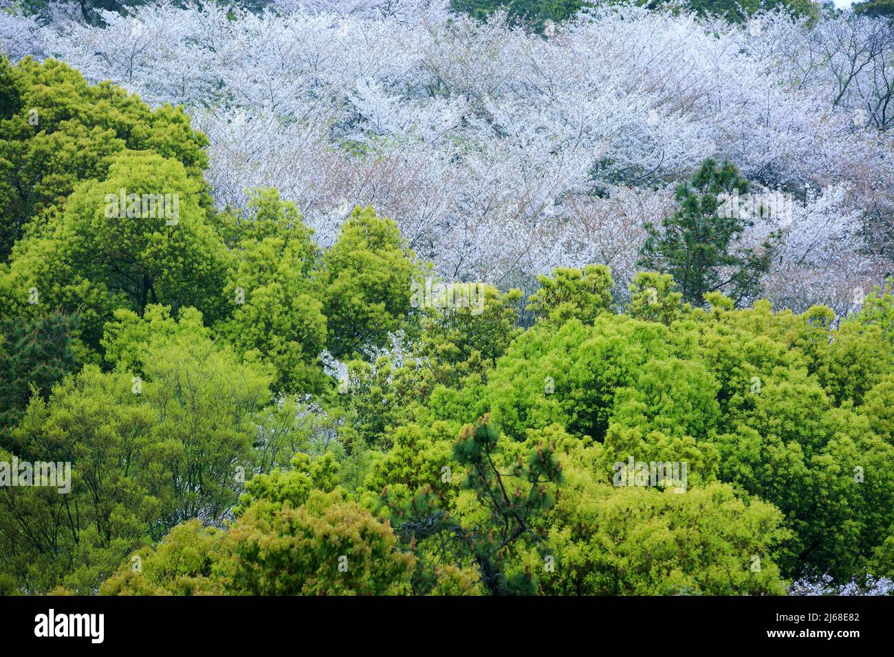 Romantic cherry blossom Stock Photo - Alamy