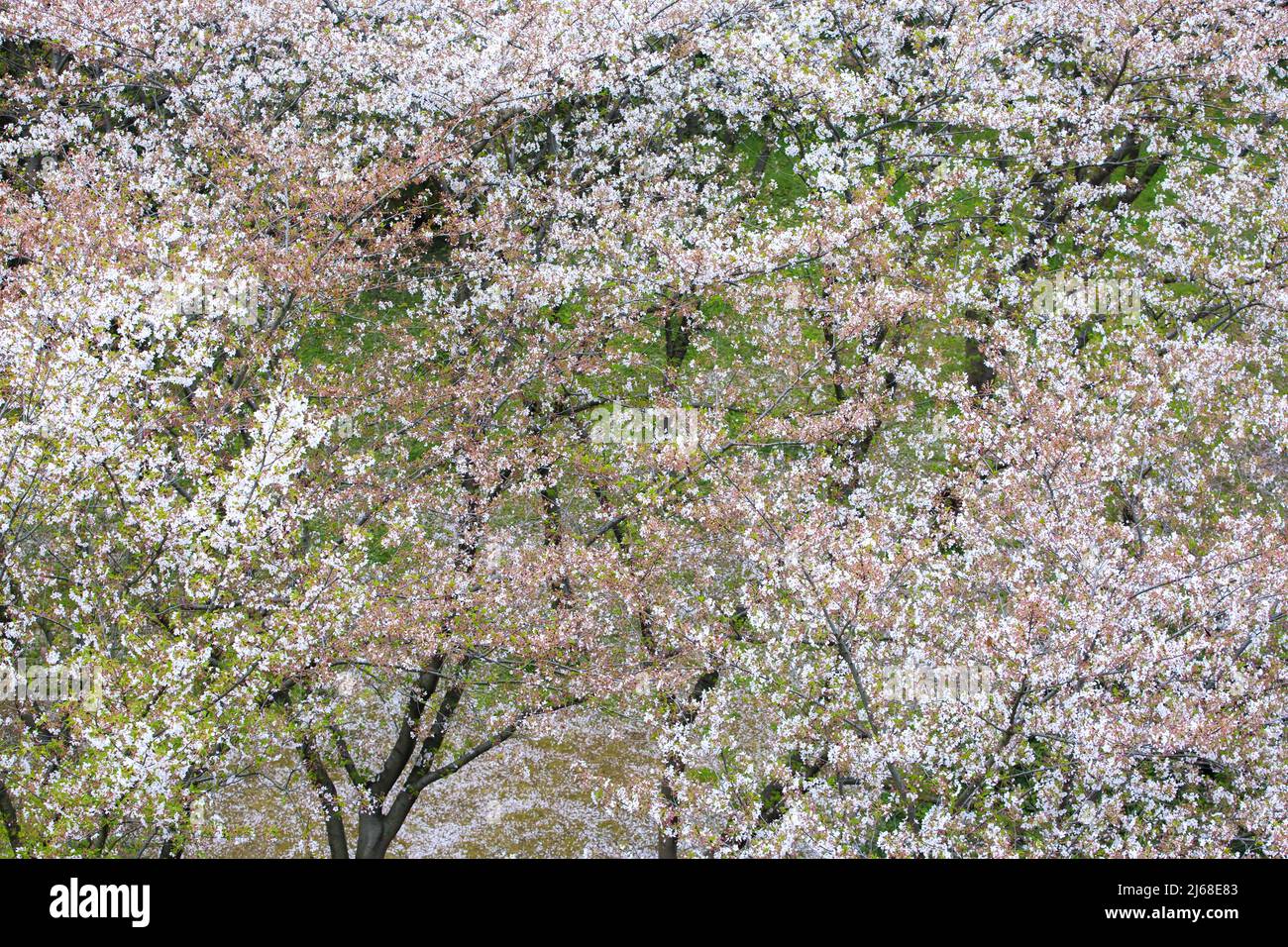 Romantic cherry blossom Stock Photo - Alamy