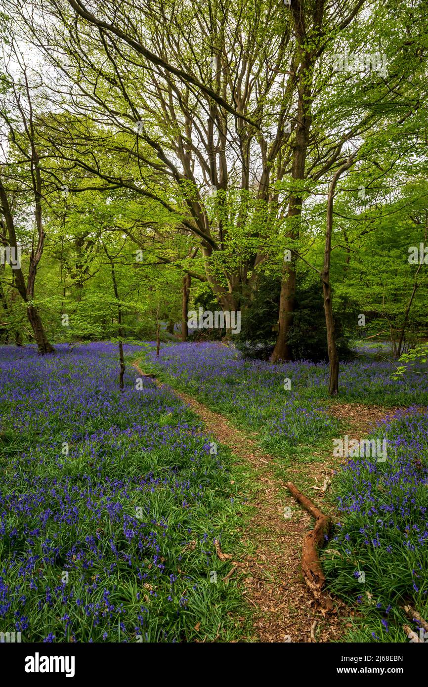 A pathway through a bluebell wood Stock Photo