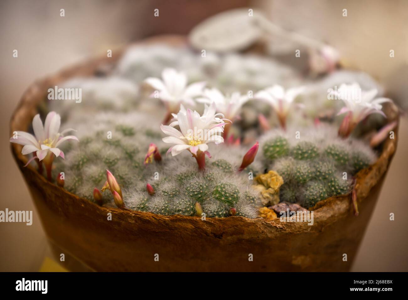 Cactus Rebutia albiflora with white flowers in a flower pot Stock Photo