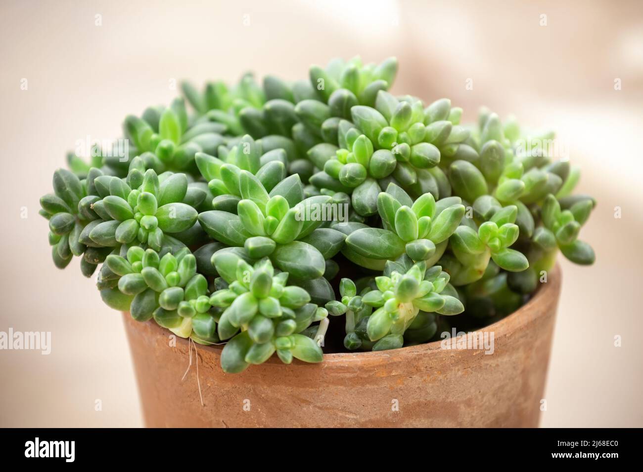 Indoor potted plant Pachyphytum compactum. A tropical succulent plant native to Mexico Stock Photo