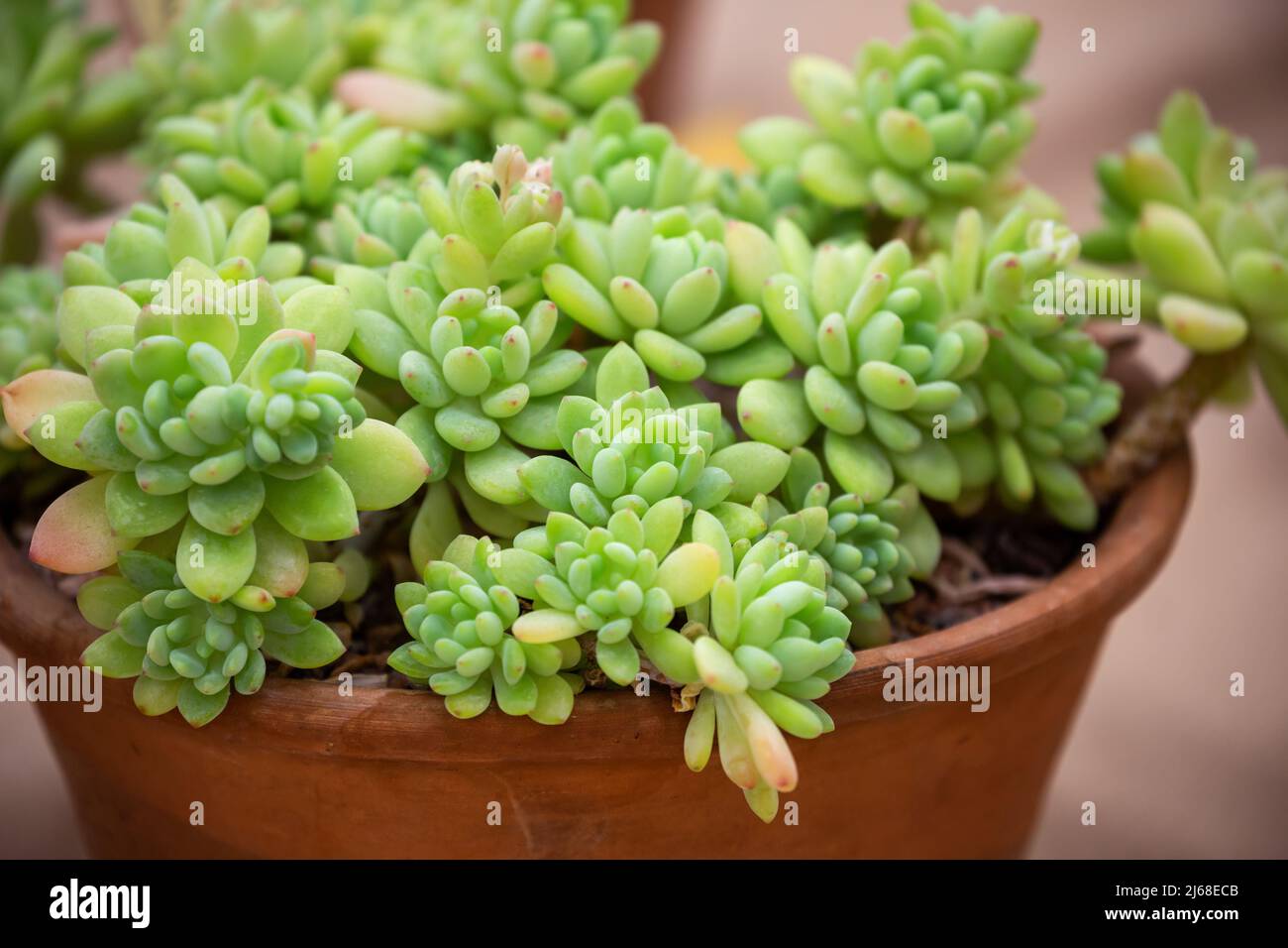 Indoor potted plant Sedum clavifolius. Tropical succulent plant Stock Photo