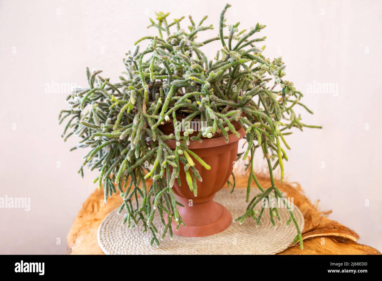 Indoor potted plant Rhipsalis horrida. Epiphytic plants in the cactus family, typically known as mistletoe cacti Stock Photo