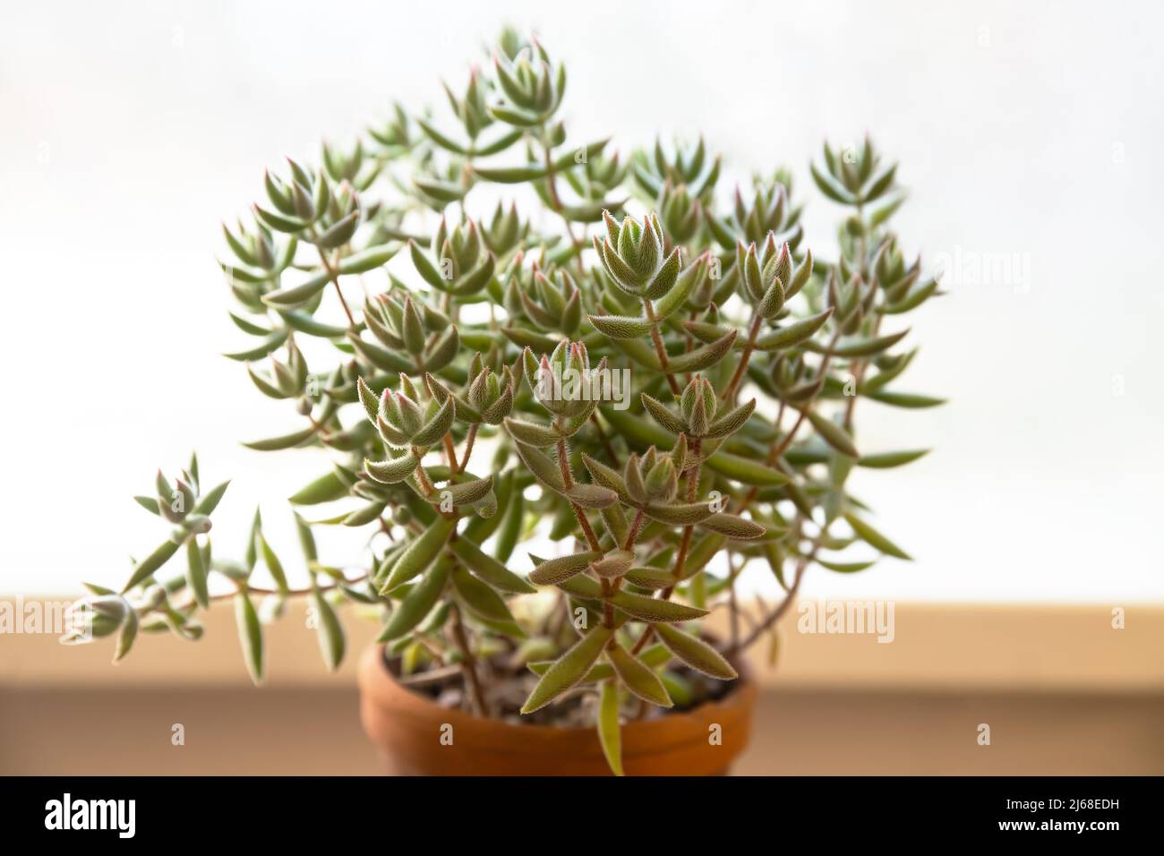 Indoor potted plant Crassula mesembryanthemoides on the windowsill Stock Photo