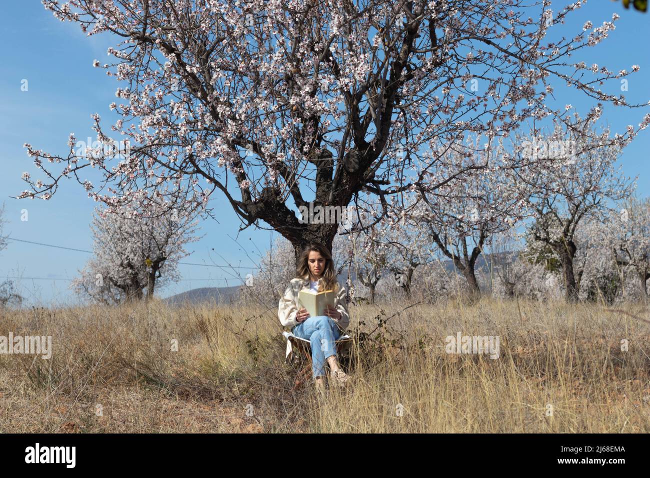 Landscape panorama with seated woman reading book under an almond tree in a field under blue sky Stock Photo