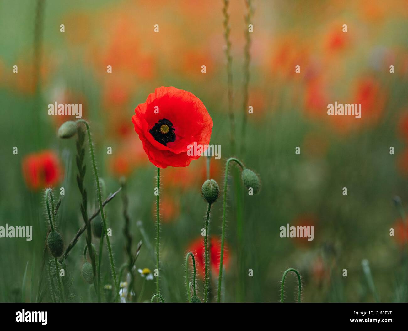 Beautiful poppies on the meadow Stock Photo