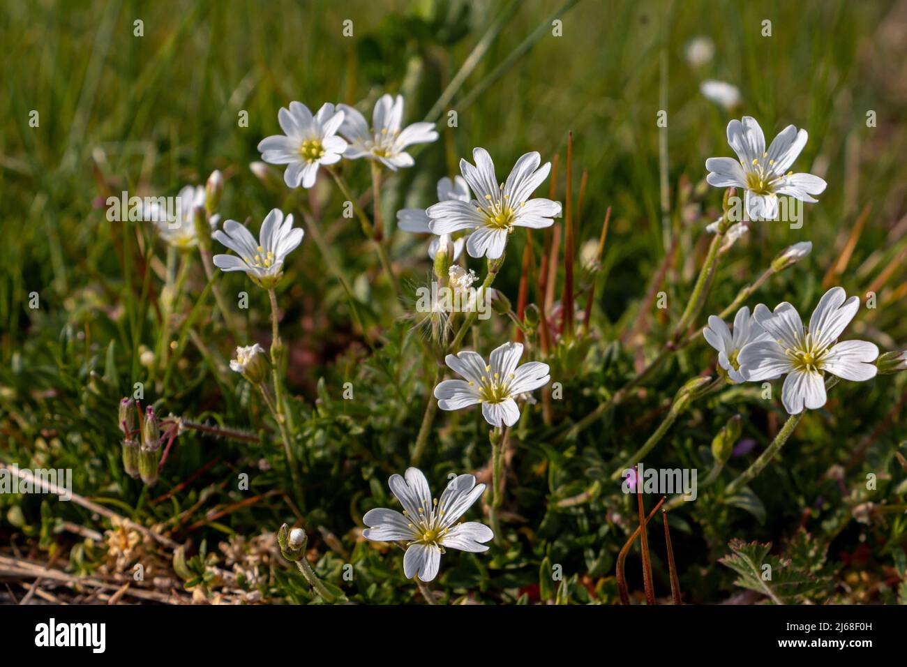 The field mouse-ear is an early flowering wild plant with white flowers and yellow stamens. Occurs on nutrient-poor soils Stock Photo
