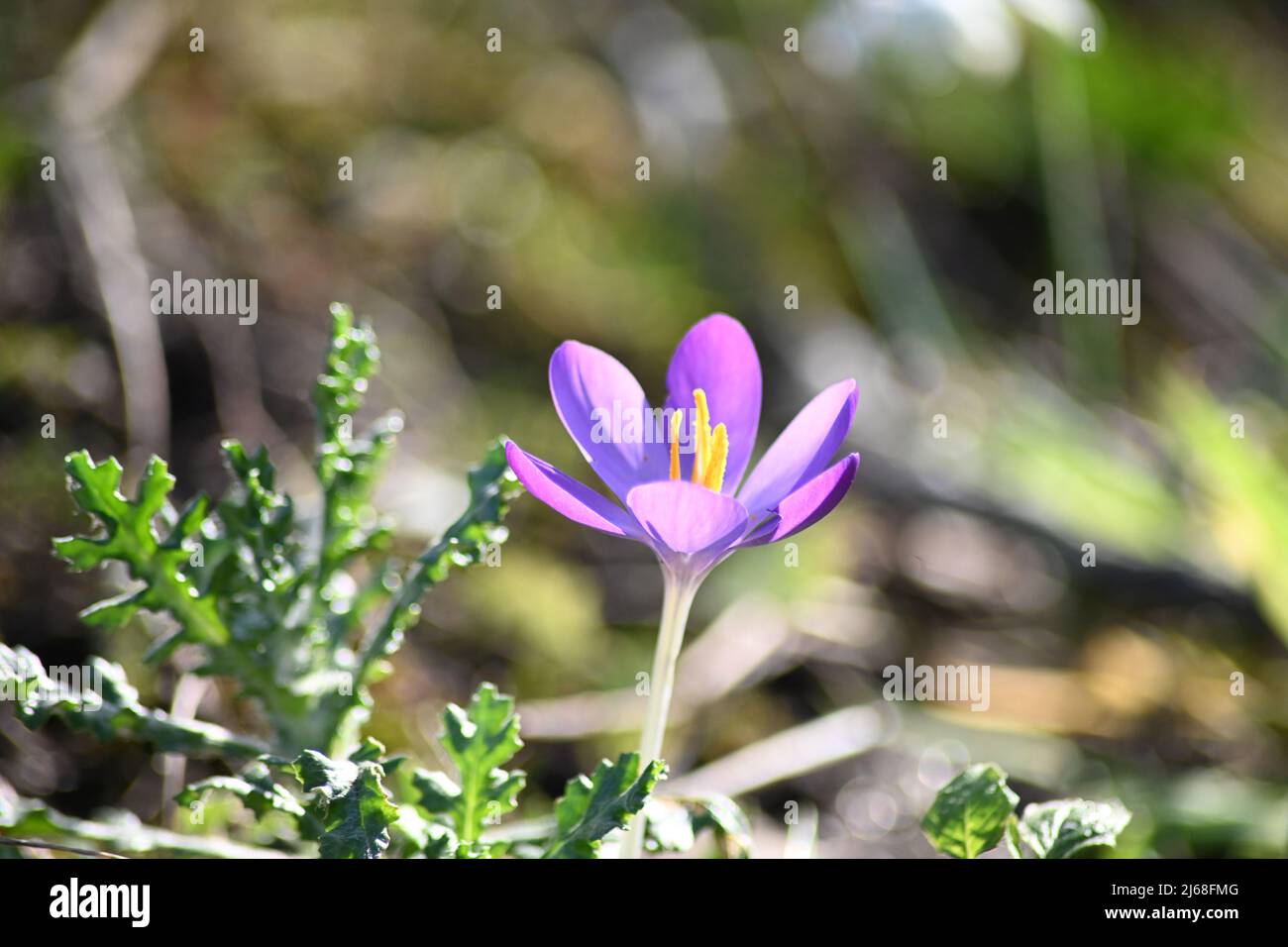 A beautiful fully bloomed Crocus tommasinianus, Whitewell purple, Early Crocus, elegant purple petals with the spring sunshine beaming through Stock Photo