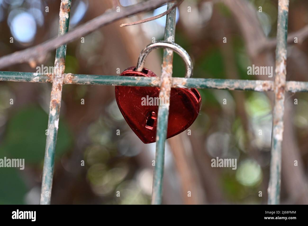 A red shiny heart shaped padlock, locked around a wire fence, with the ...