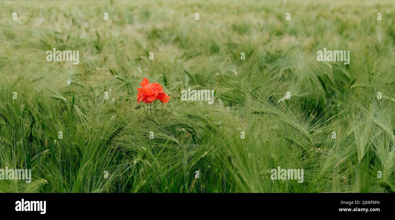 Beautiful poppies on the meadow Stock Photo