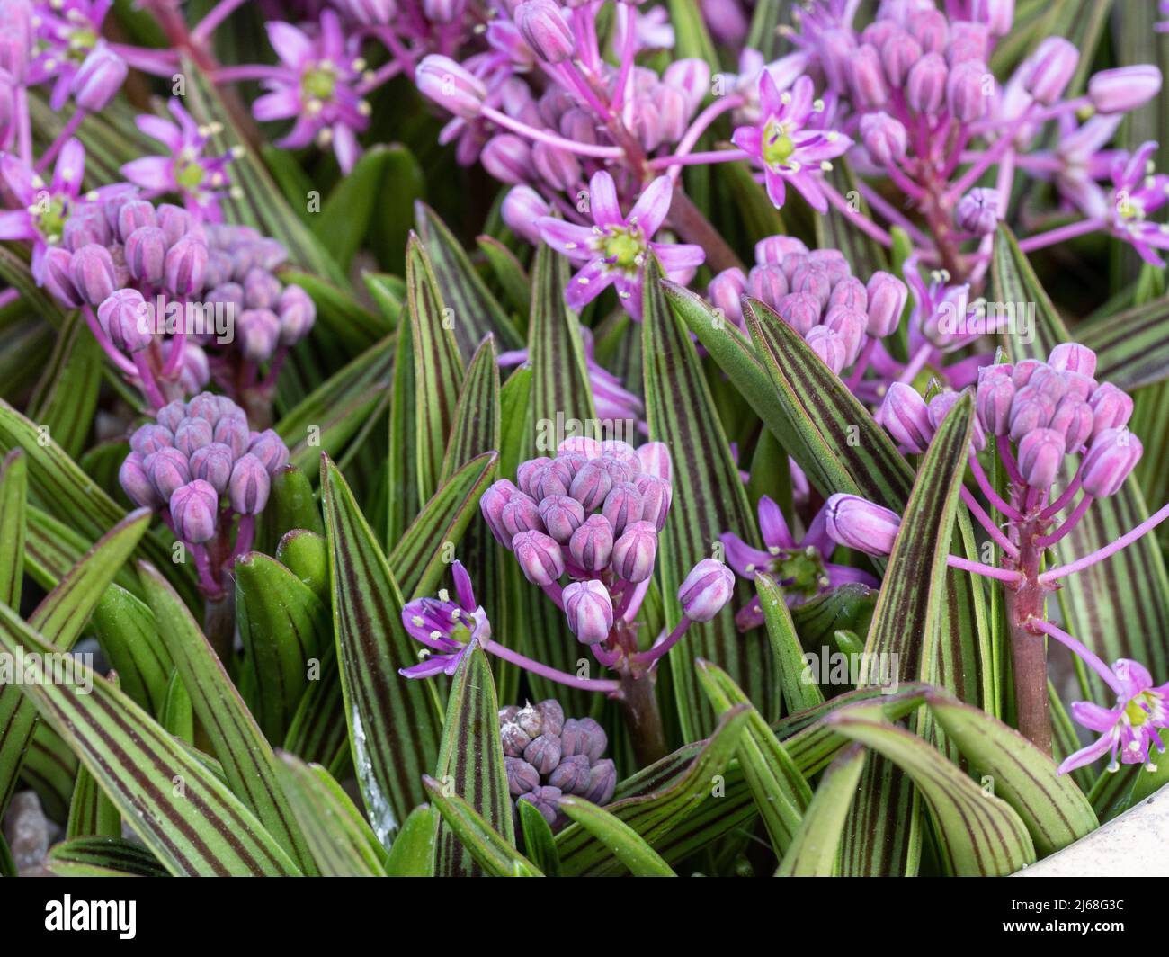 a close up of the striped leaves a mauve flowers of the South African bulb Ledebouria cooperi Stock Photo