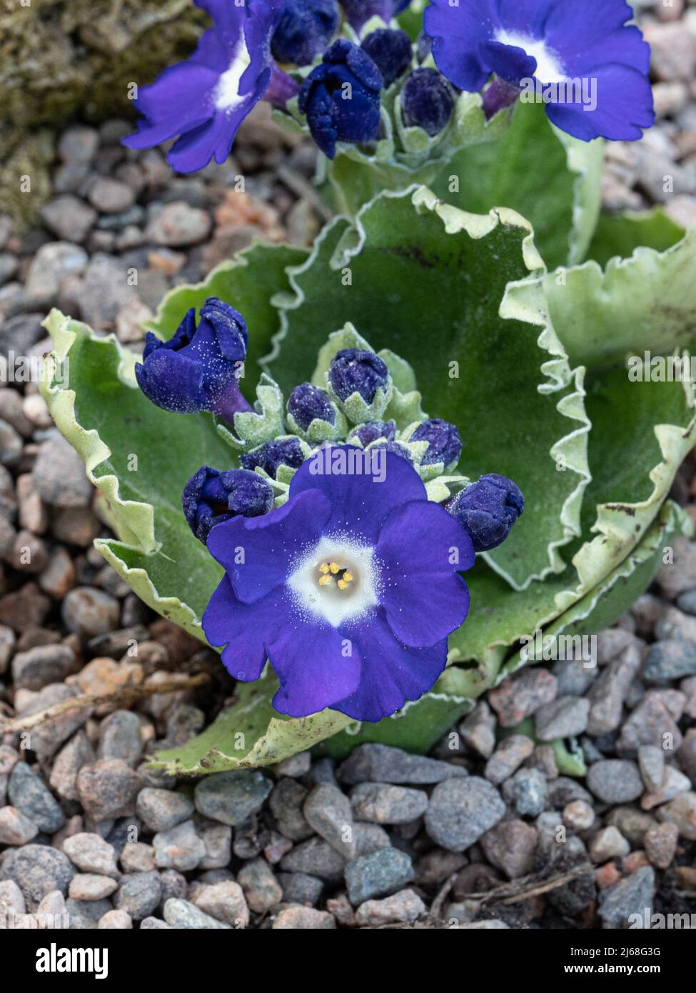 A close up of the deep blue white centred flowers of Primula x Kusum Krishma Stock Photo