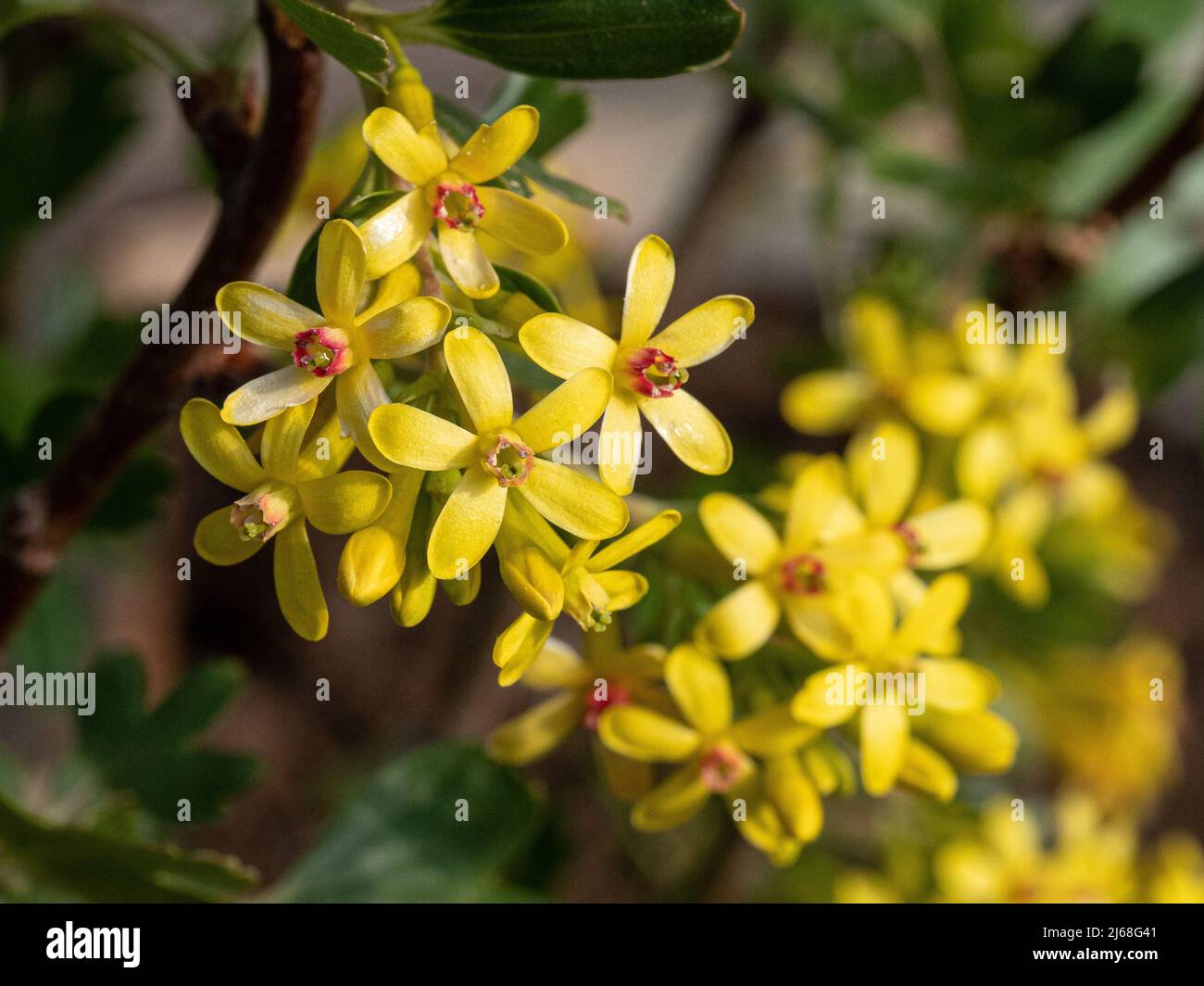A close up of the yellow flowers of Ribes odoratum showing the red stamens in the centre Stock Photo