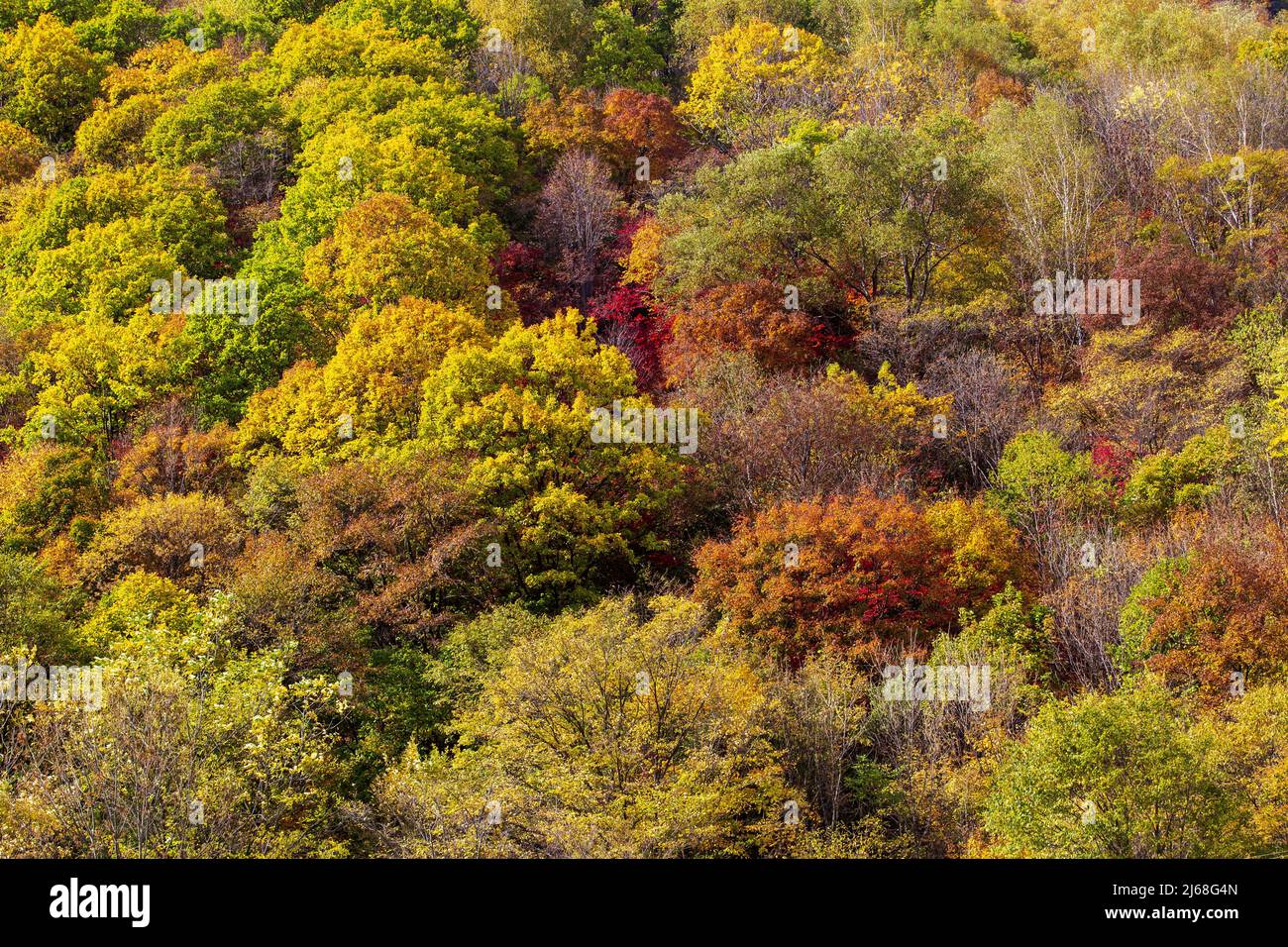 Autumn color Lin Stock Photo - Alamy
