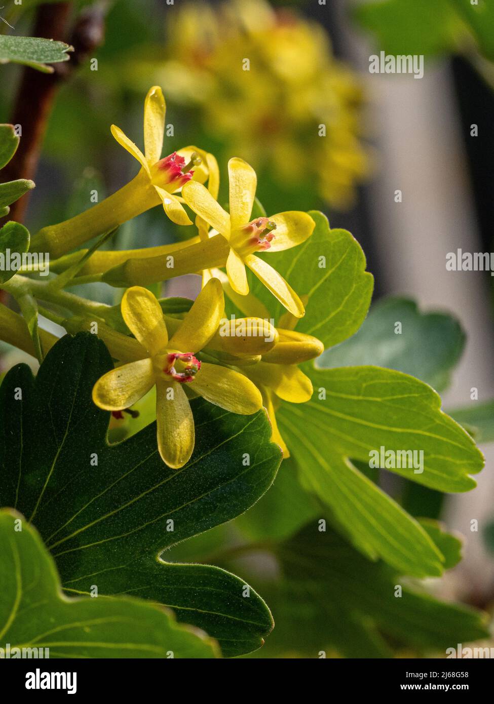 A close up of the yellow flowers of Ribes odoratum showing the red stamens in the centre Stock Photo