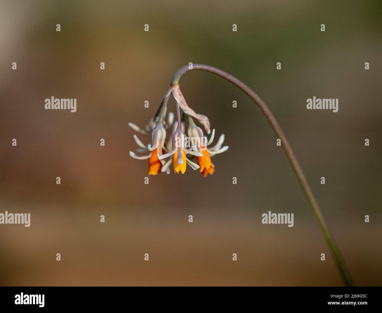 A close up of the orange and cream flowers of Tulbaghia capensis against an out of focus background Stock Photo