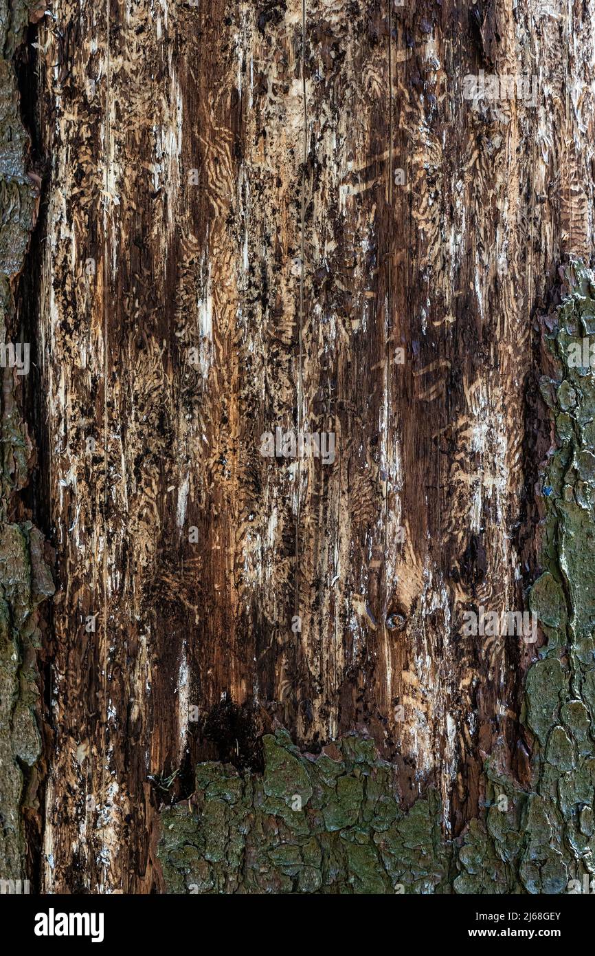 Spruce damaged by bark beetle. Dry tree without bark Stock Photo - Alamy