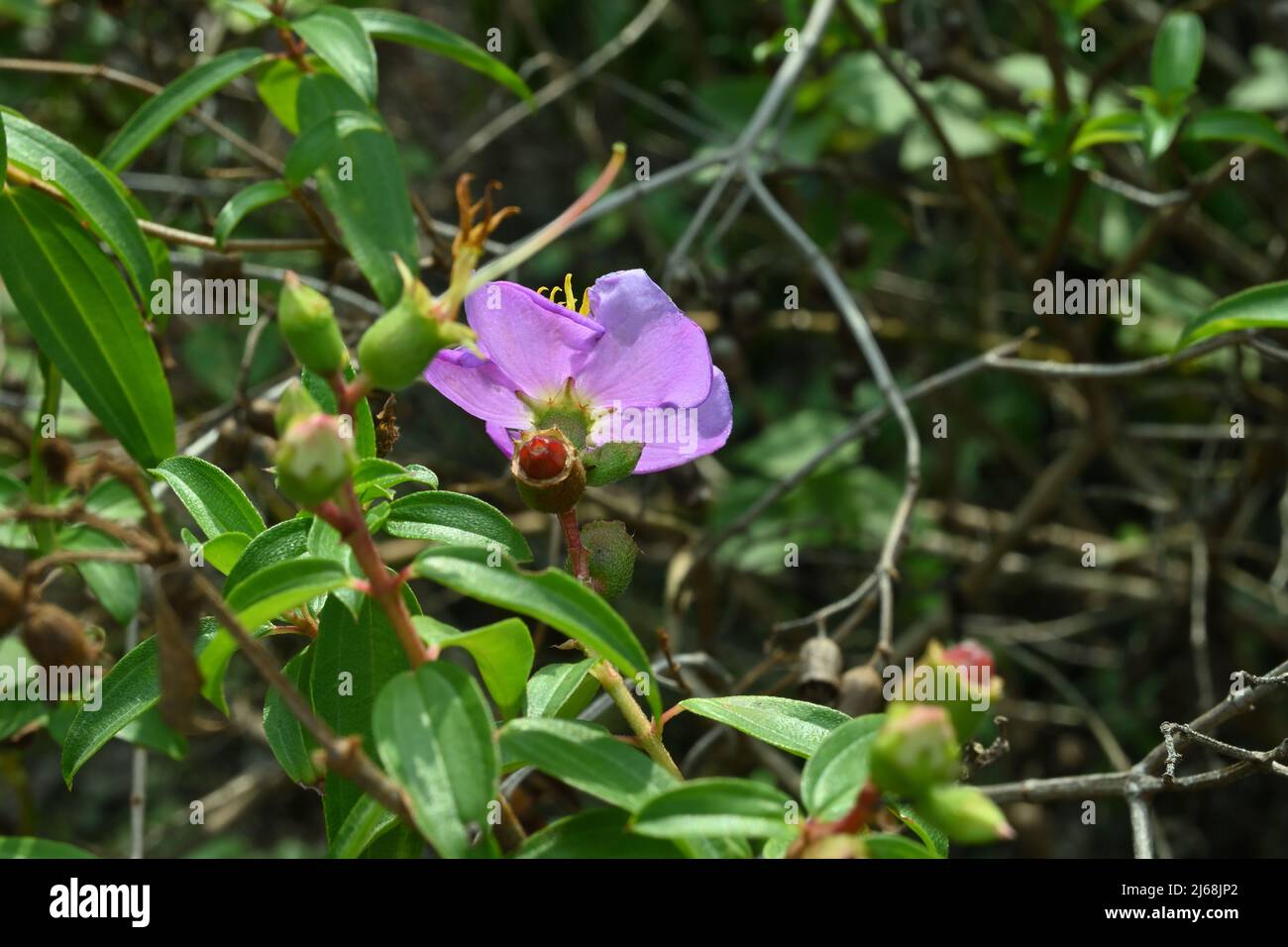 A bloom purple Eight stamen Osbeckia flower with seed capsules, beautiful view from back through leaves and twig Stock Photo