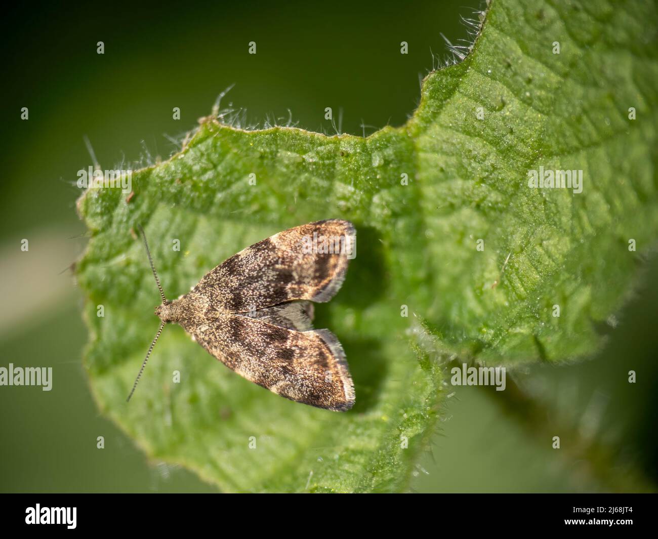 Anthophila fabriciana, aka the Nettle tap moth. Stock Photo