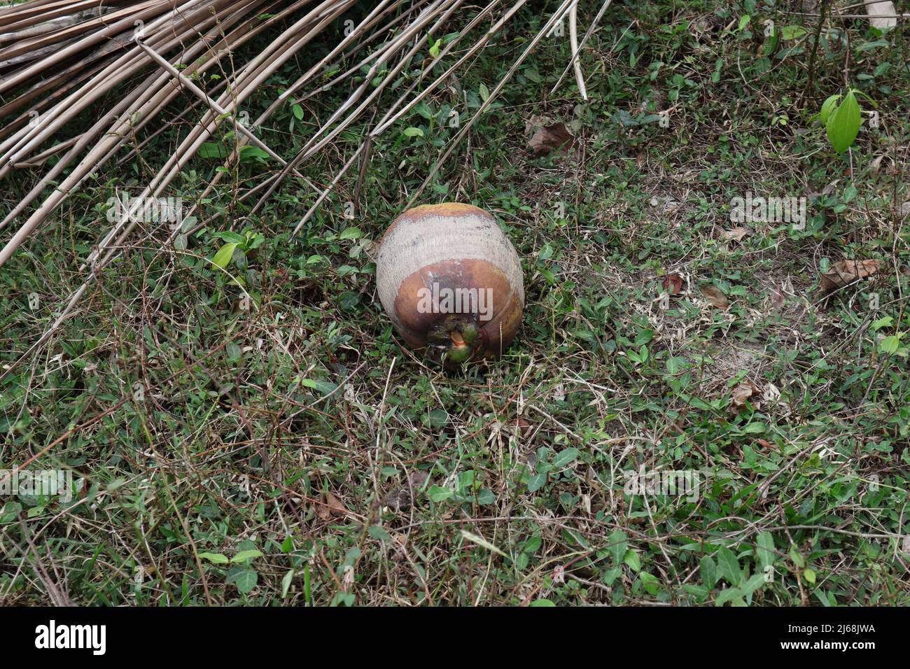 Side view of a fallen mature coconut fruit on the grassy ground at coconut plantation Stock Photo
