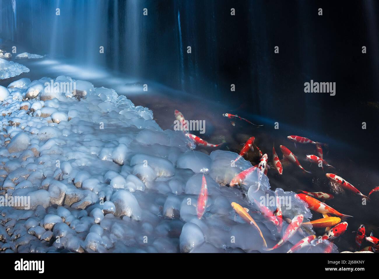 Goldfish pond in winter Stock Photo Alamy