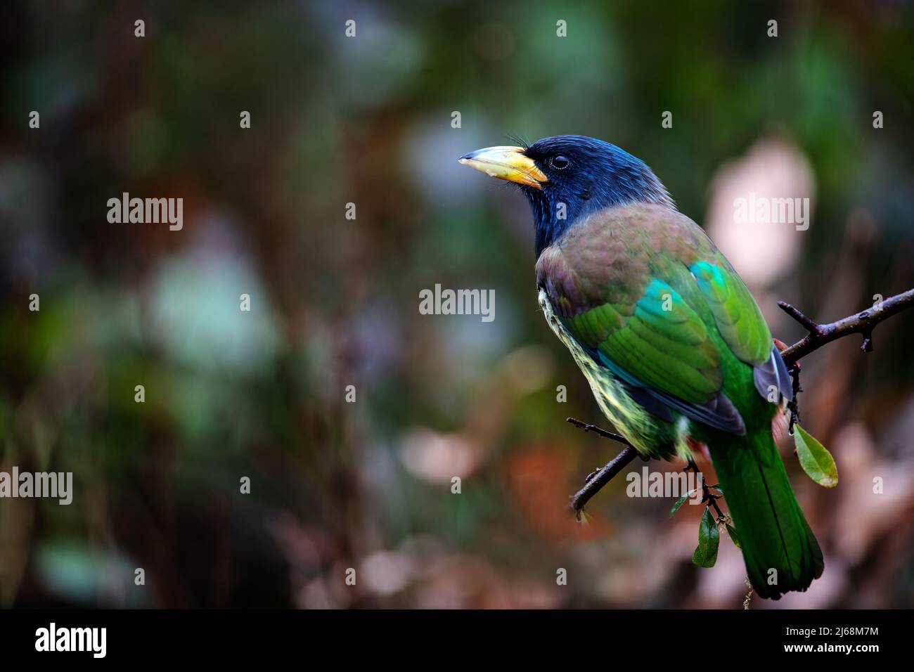 Chongqing mountain Wang Ping ecological protection zone - large woodpecker Stock Photo