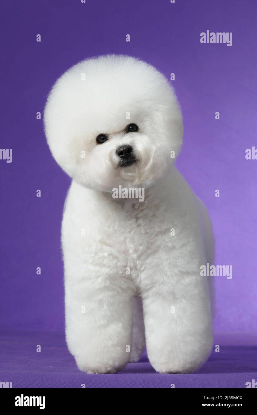 Bichon frise cheap lion cut