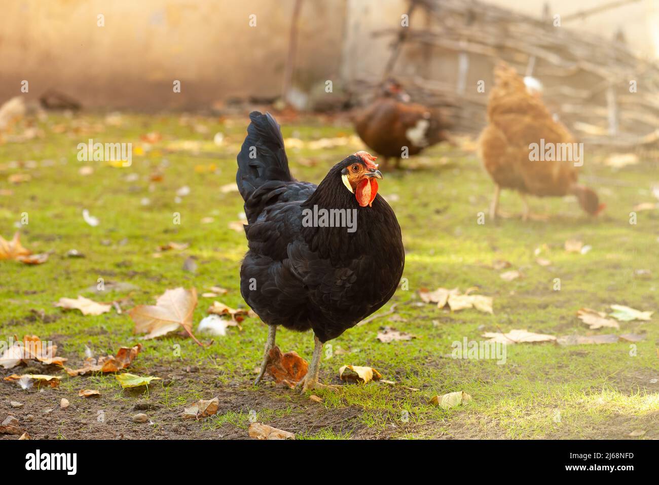 Black hen Black Copper Marans walking in farmyard. Group of chicken walk free and feeding on