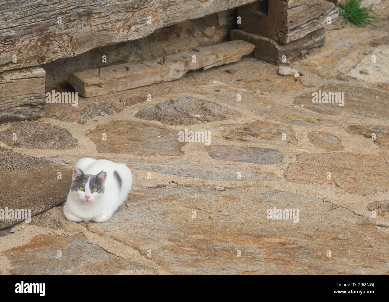 Grey and white cat lying by a rural house. Stock Photo