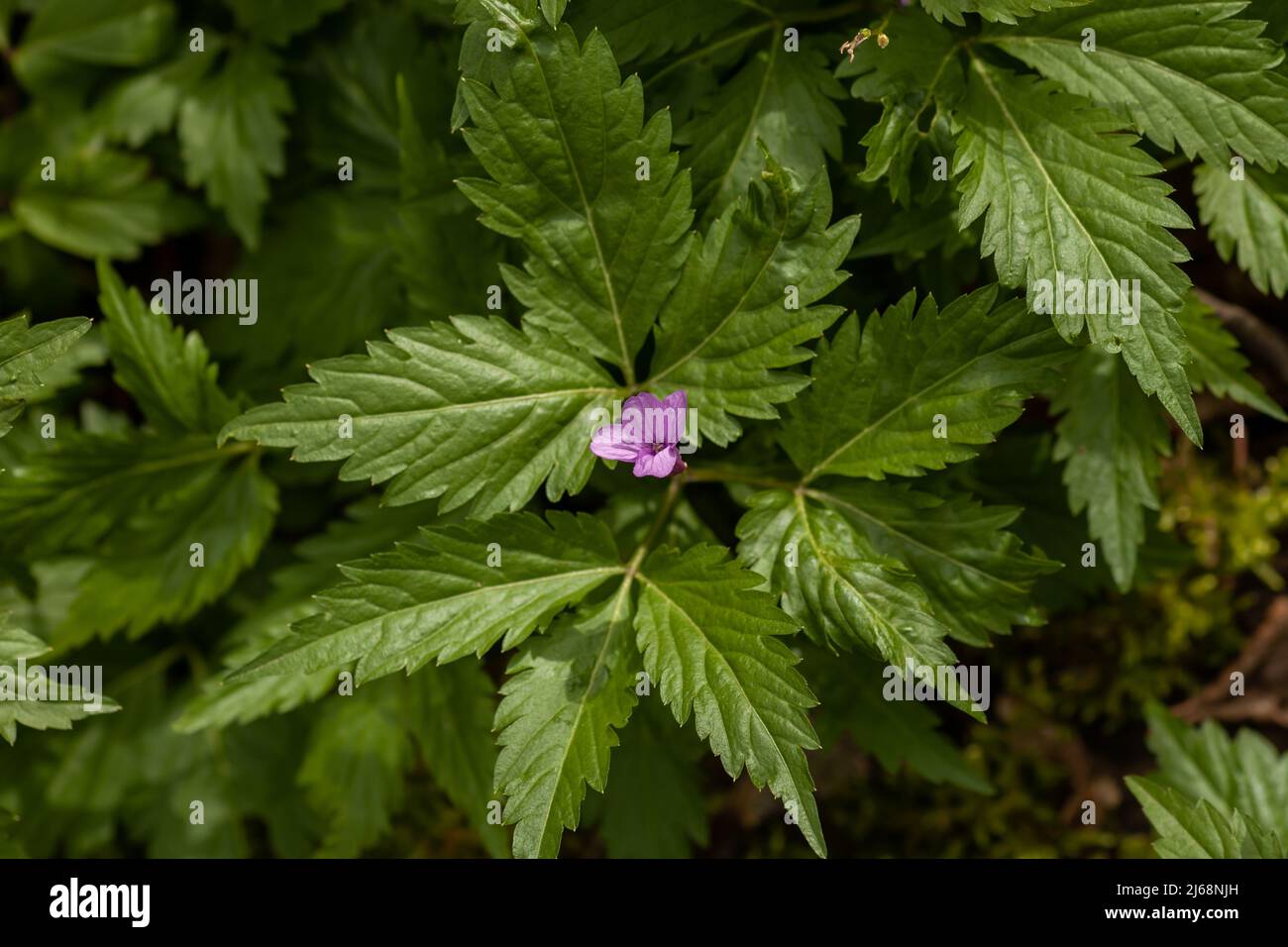 Dentaria glandulosa small purple forest wild flower. Little violet Cardamine wildflower growing in spring woodland, top view Stock Photo