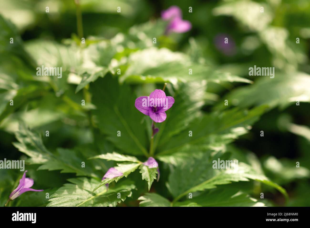 Dentaria glandulosa small purple forest wild flower. Little violet Cardamine wildflower growing in spring woodland, top view Stock Photo