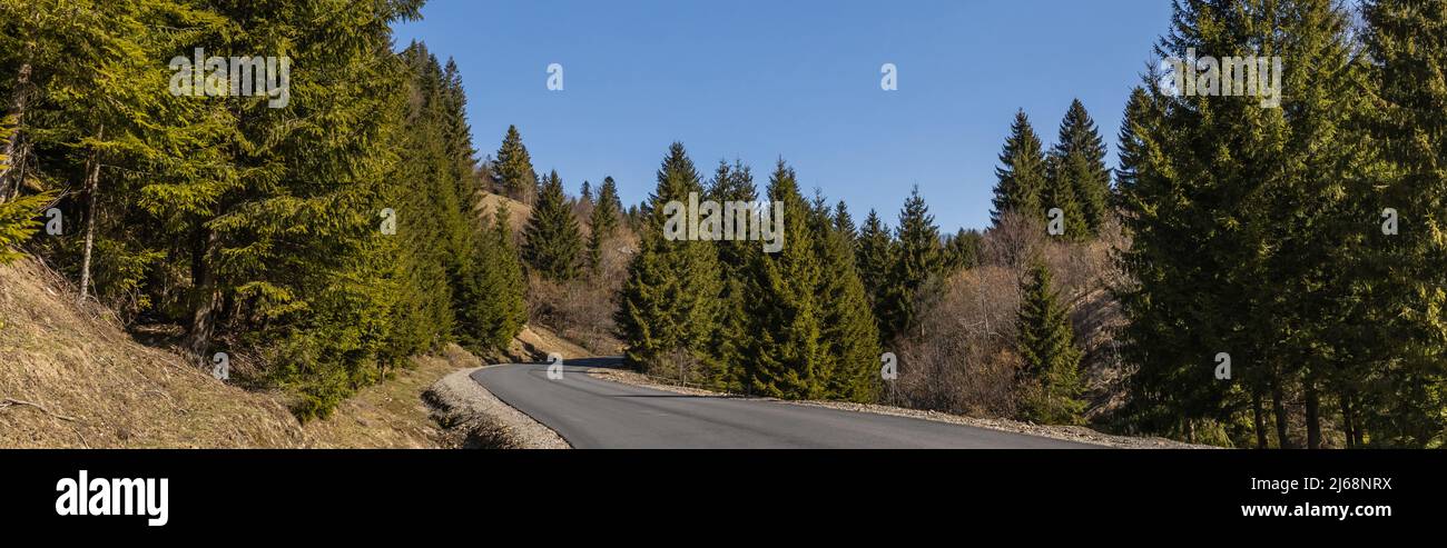 Road in pine forest with blue sky at background, banner Stock Photo - Alamy