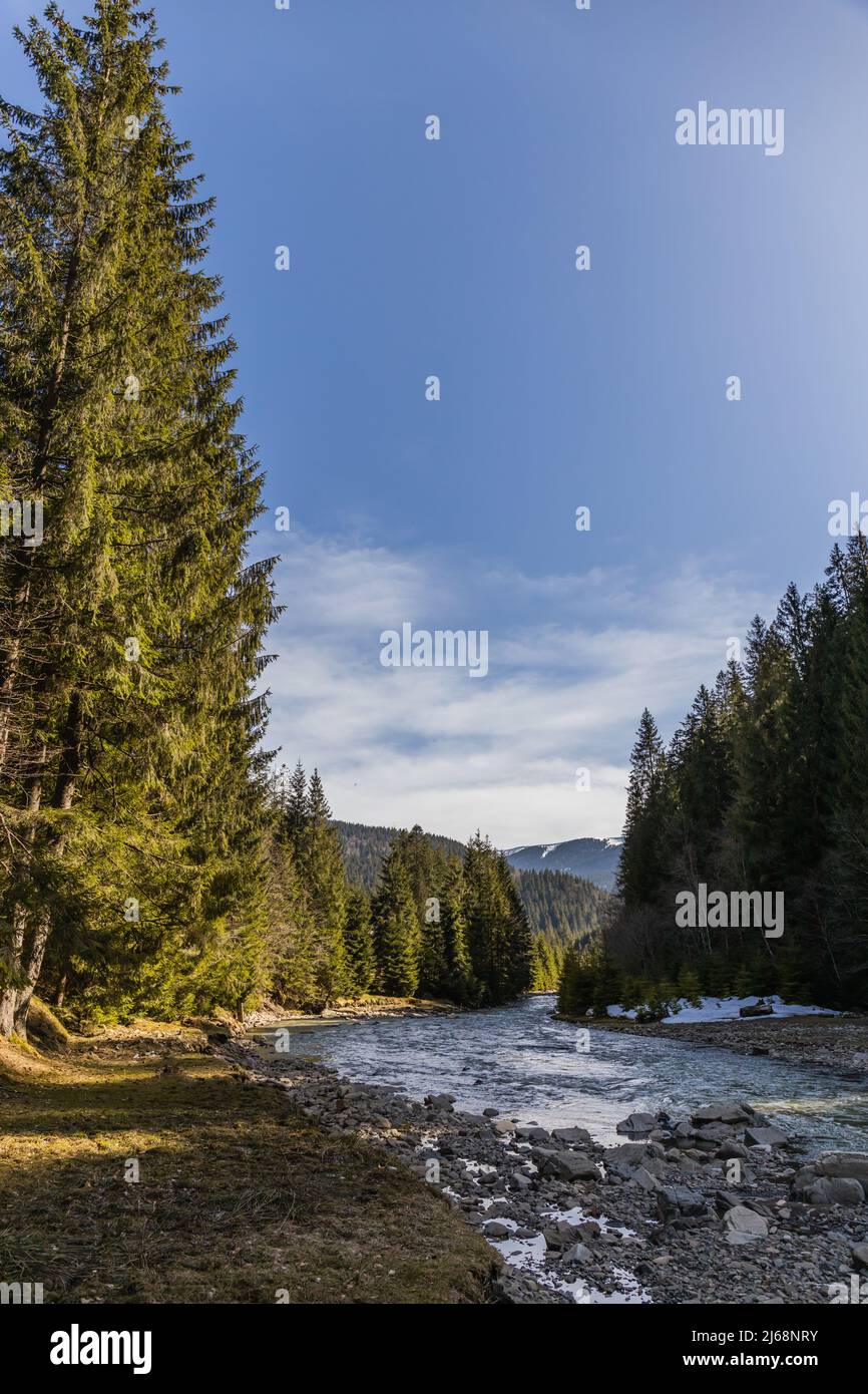 Tall spruce trees hi-res stock photography and images - Alamy