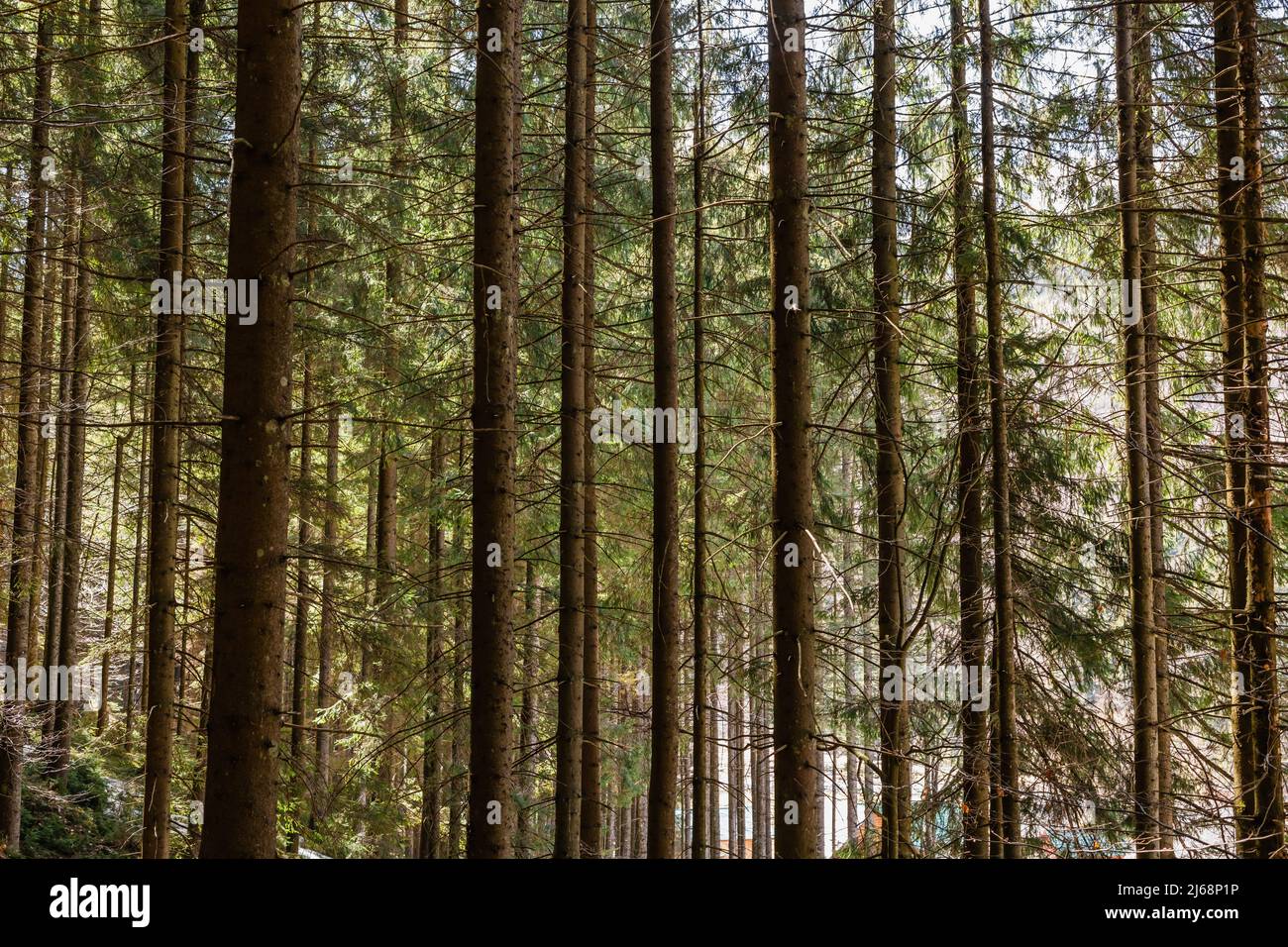 Tall pine trees in forest Stock Photo - Alamy