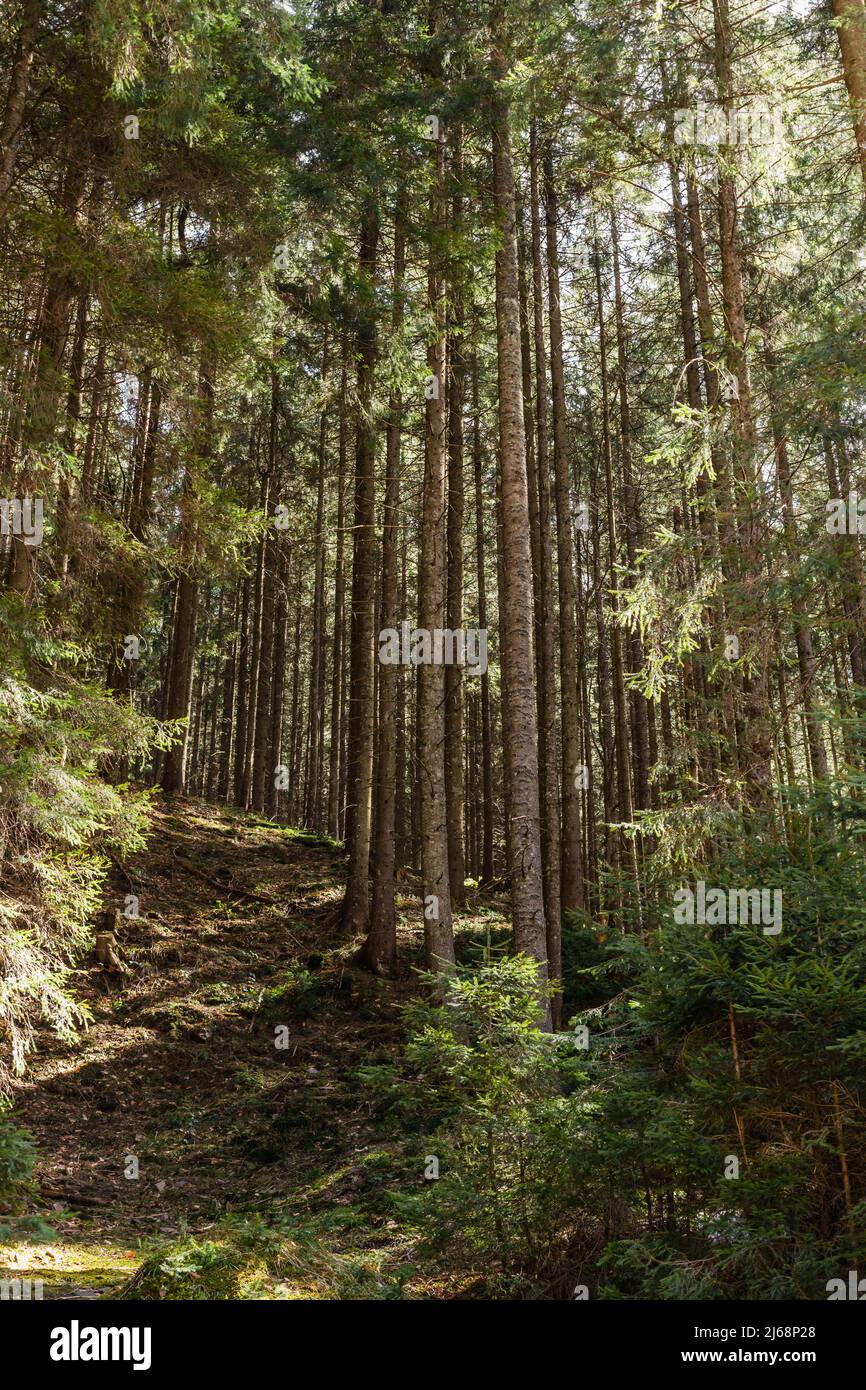 Pine trees and sunlight on hill in forest Stock Photo - Alamy