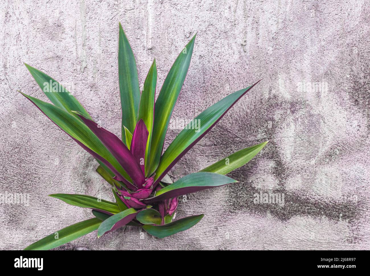 Green and magenta colored full plant growing out of crack in gray concrete wall. Copy space Stock Photo
