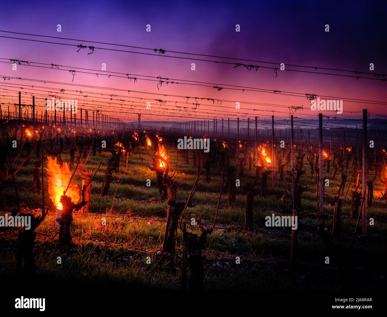 Vineyards are at risk of frost damage. Candles are burnt at dawn to prevent the frost from forming. Stock Photo