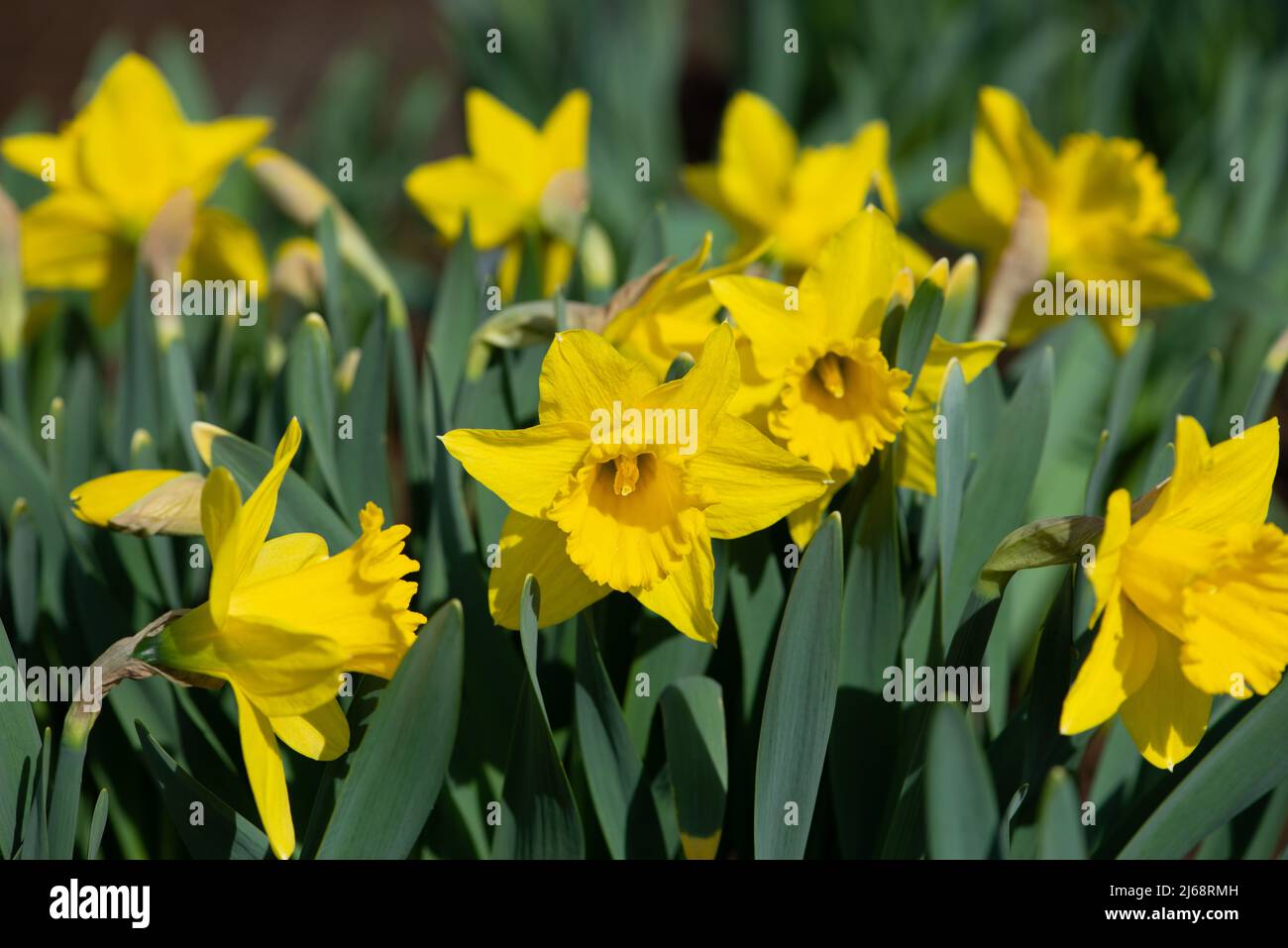 Narcissus Saint Keverne, yellow Daffodil flowers blooming in the garden. Stock Photo