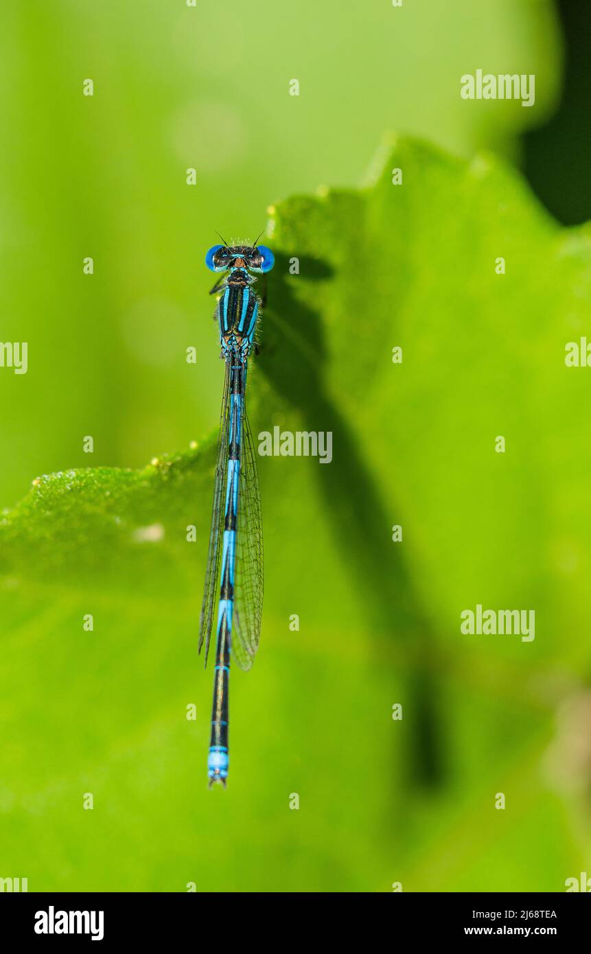 Goblet-marked damselfly (Erythromma lindenii or Cercion lindenii) is a medium-sized blue-and-black (or green-and-black) damselfly, male. Stock Photo